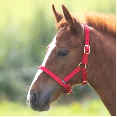 SHIRES Недоуздок для жеребят, красный